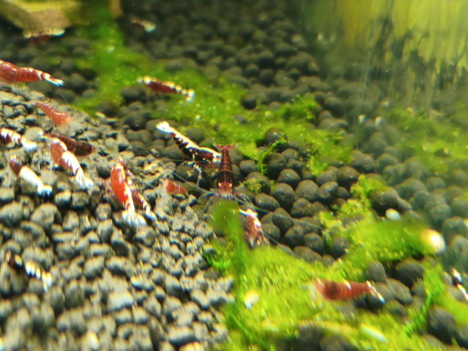 Krewetki Red Metallic - całe stado