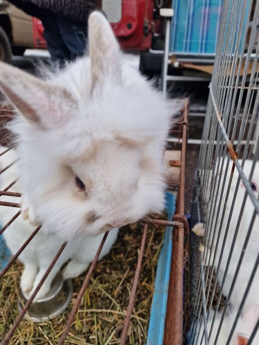 Кролик декоративний
