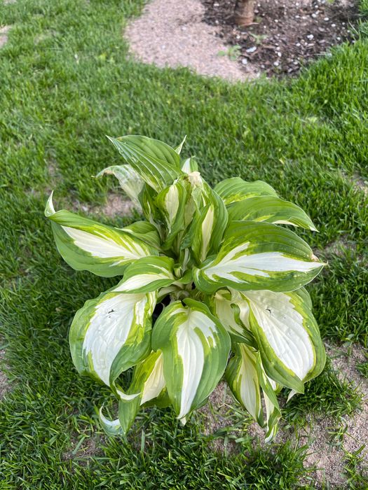 Funkia hosta możliwy podział karpy na mniejsze sadzonki