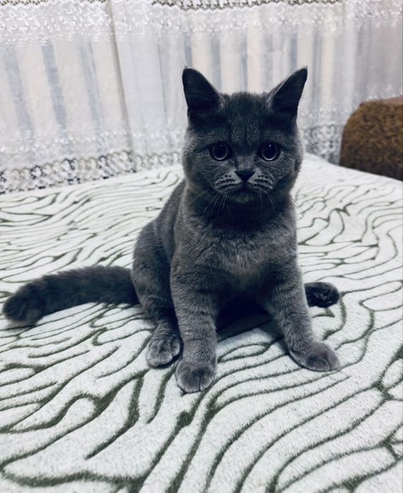 Шотландська прямовухадівчинка/Scottishstraightgirl/Шотландські кошенят