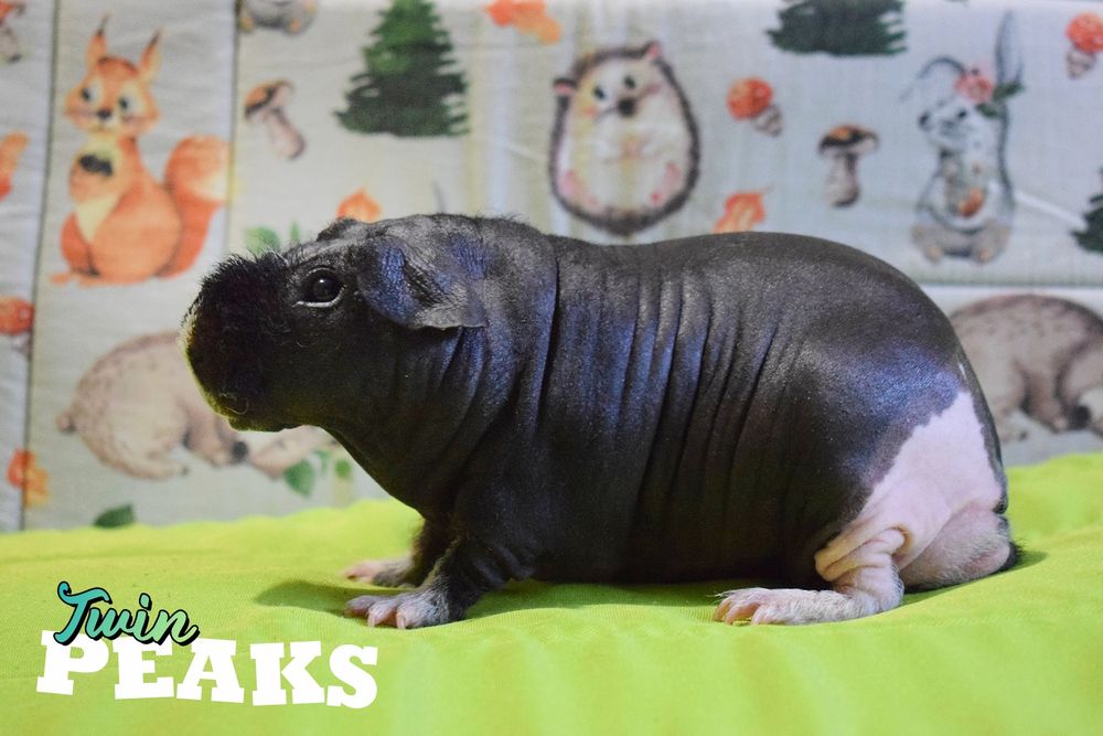 Świnka morska, świnka skinny. Rodowód, Hodowla.