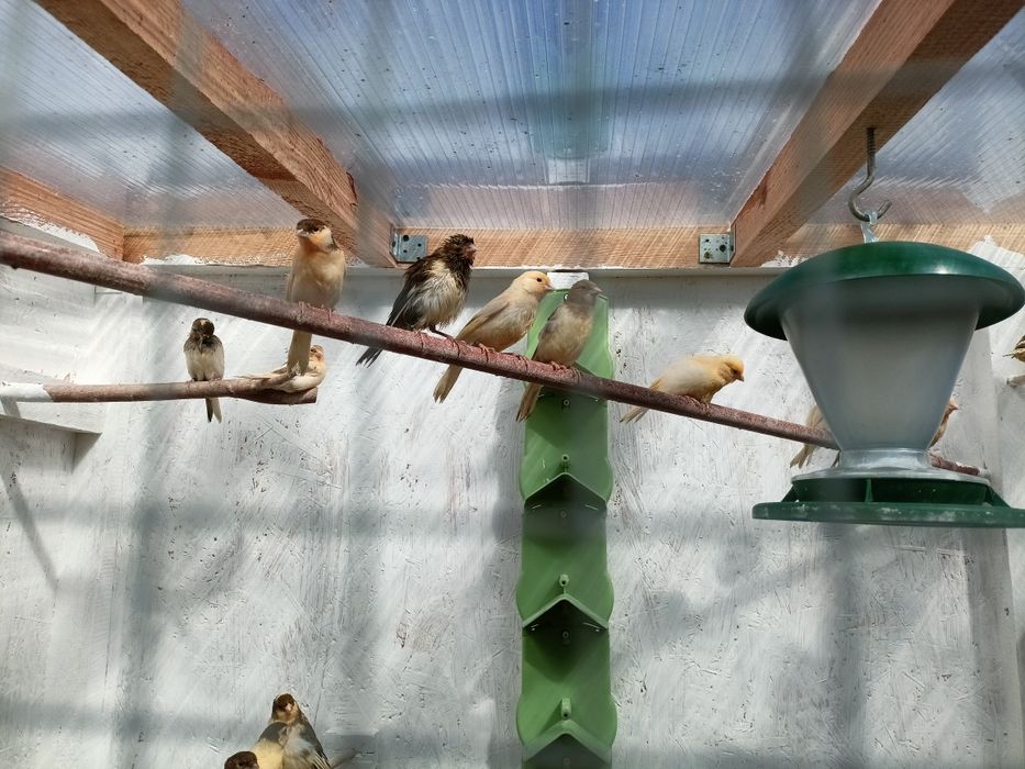 Kanarki samce rok 2026