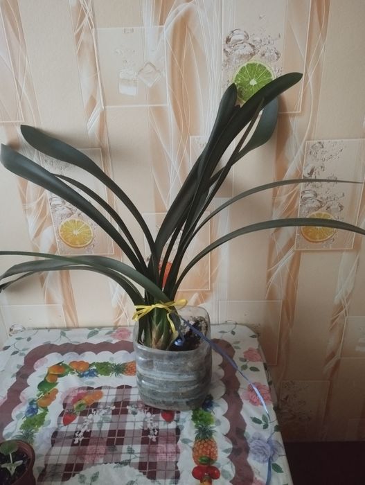 Цветок Кливия большой цветок кливия 200грн пересилка по предоплате,