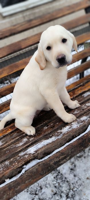 Миша щеночек Лабрадор Ретривер