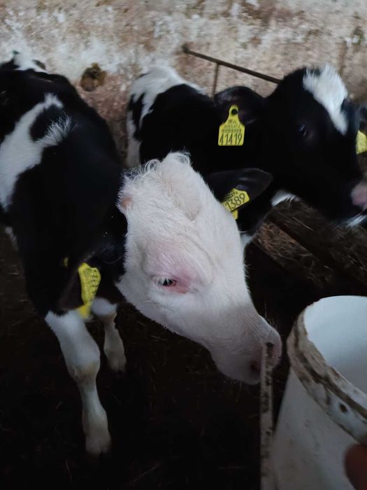 Sprzedam byczki 3 m-ce