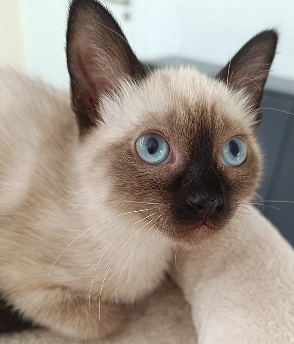 Gatinha para adoção em Viseu