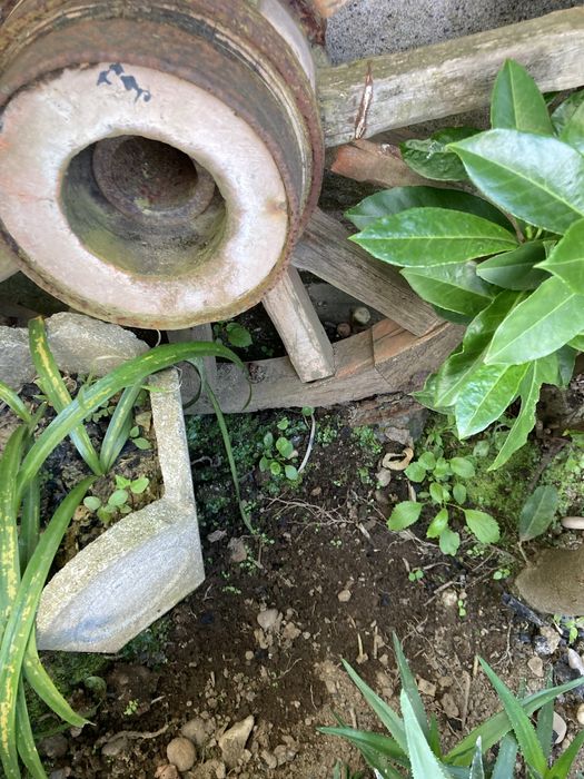 Roda de carro bois antiga