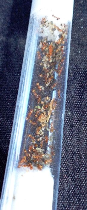 OKAZJA!!! Kolonia Temnothorax sp. 3Q+100w