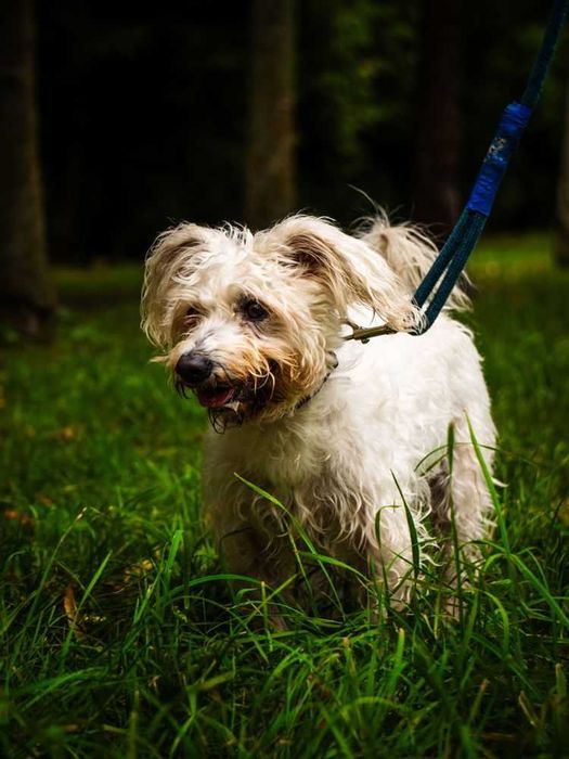Mały biały Max w typie bolończyk, bichon, pudel