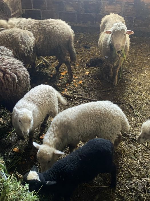 Vendo anhos de 3/4meses