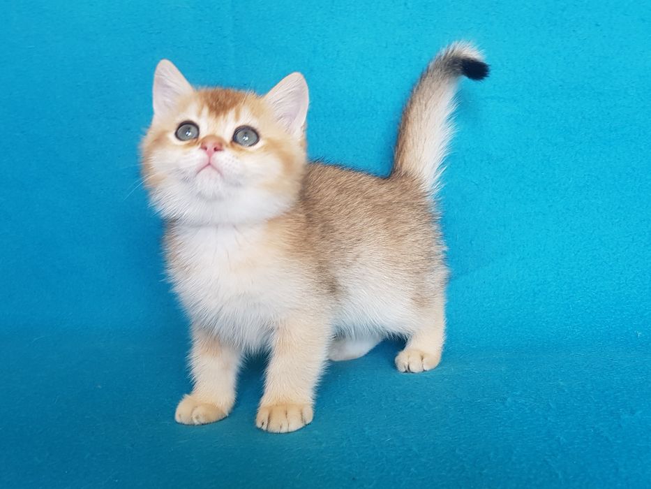 Кошеня золотої шиншилли