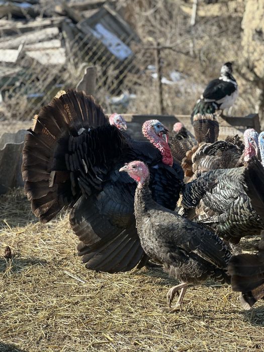 Яйця Індикі Кавказькі Широкогрудні