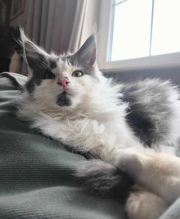 Rodowód FPL-Piękny dorodny Kocurek Maine Coon