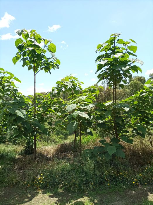 Paulownia elongata hybrids and other plants