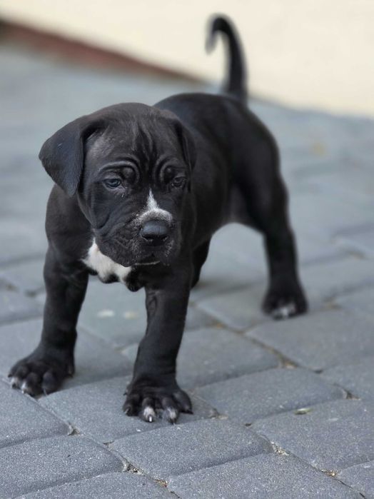 Pies Cane Corso