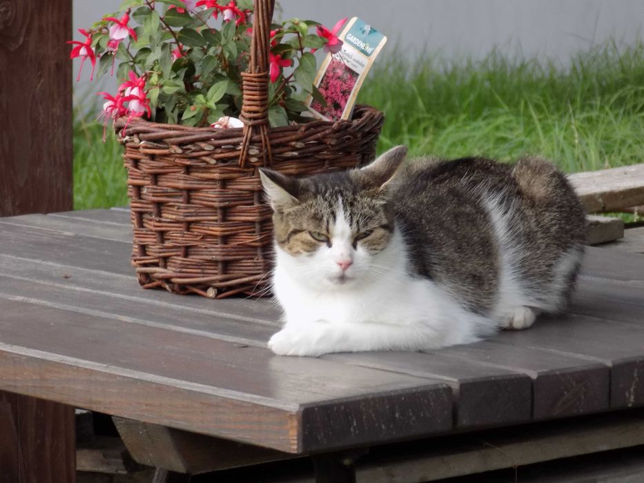 zaginęła kociczka Mała