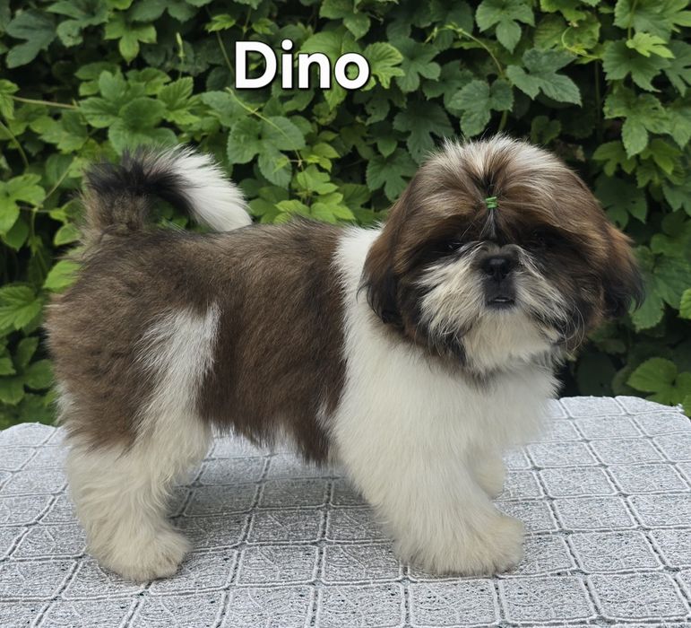 Piesek Shih tzu ZKWP