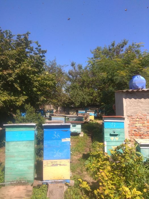Продам пасіку 30 вуликів