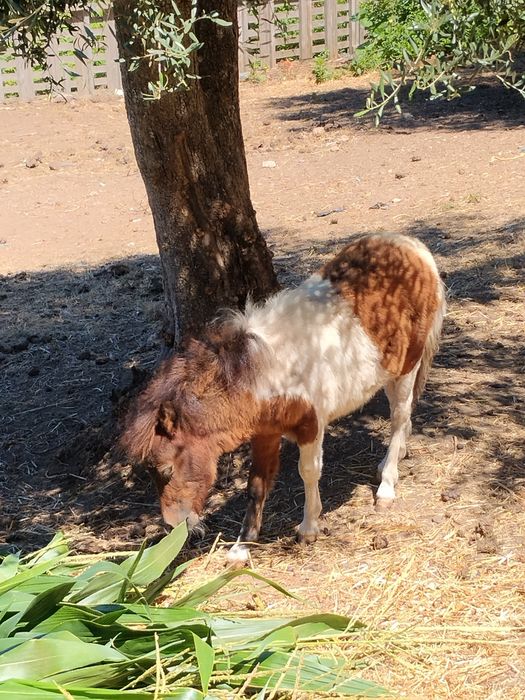 Vendo mini pônei Famea