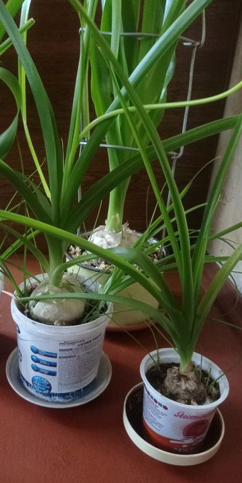 Индийский лук, луковицы, семена