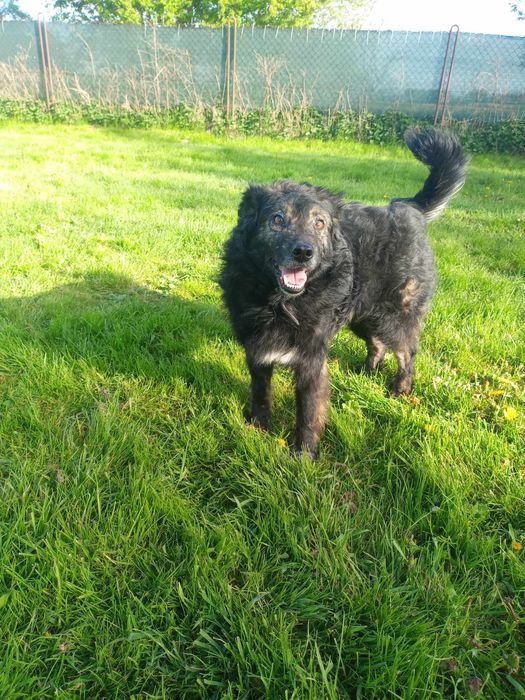 Kochany psiak szuka domu