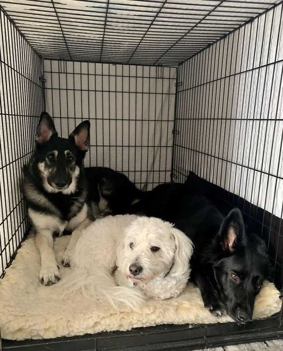 Будка клетка вольер дом место манеж клітка для собак кошек птиц‼️