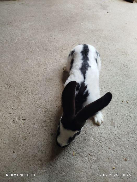 Króliki srokacz niemiecki