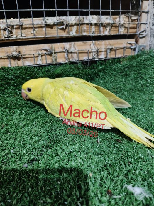 Ring neck criados a mão