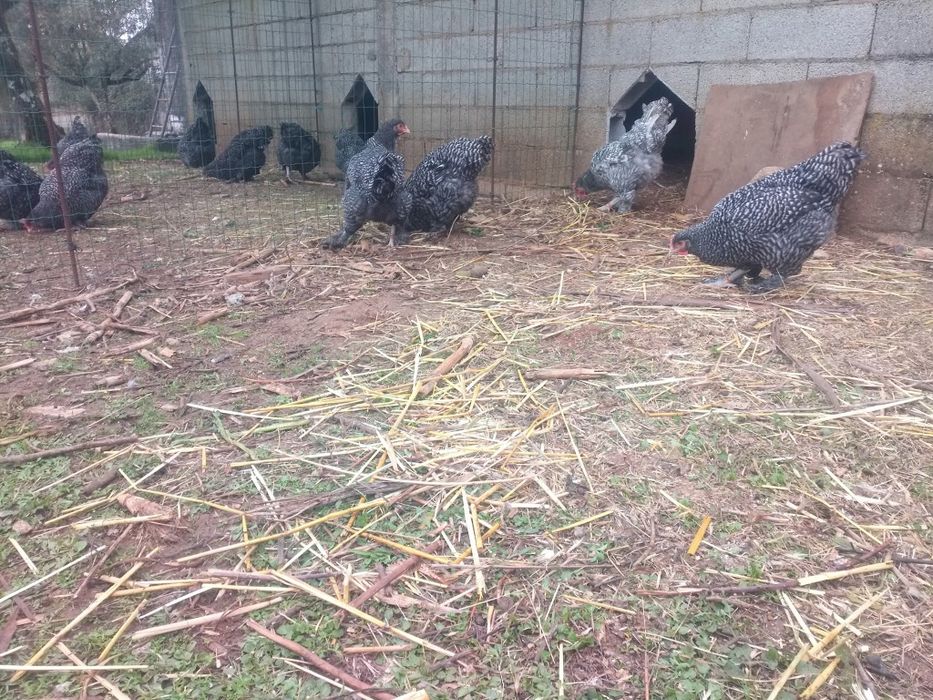 Ovos galados de Malines provenientes da Bélgica