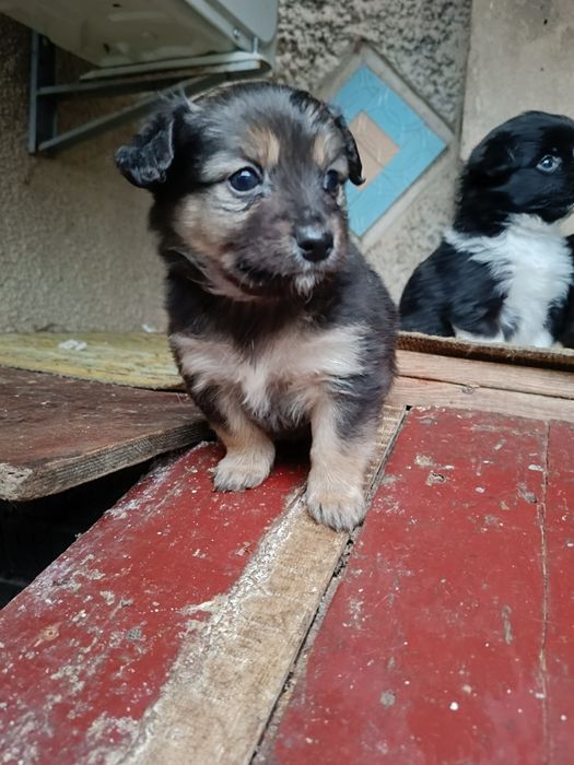 Щенки / В хорошие руки/ Подарю