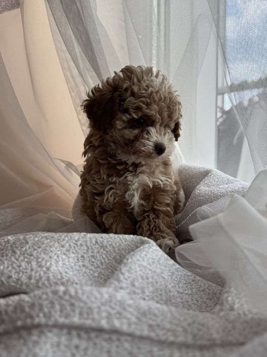 Дівчинка мальтіпу