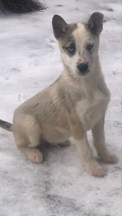 Щенки Якутской Лайки