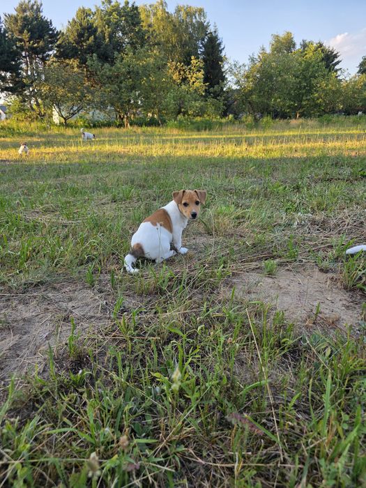 Szczeniak Jack Russell Terrier