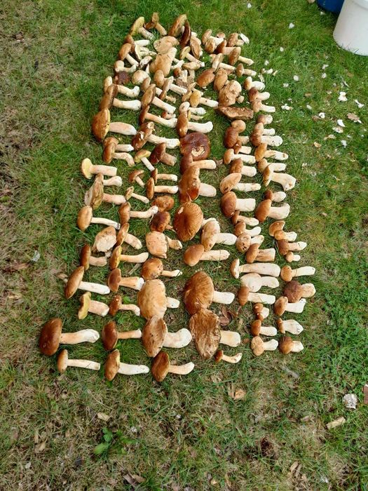 Leśniczowka Świt Bory Tucholskie