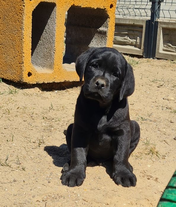 Czarny samiec Labrador Retriever ZKwP FCI