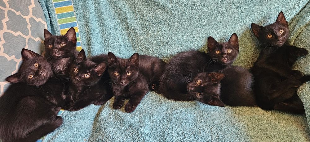 Gatinhos bébes para doação
