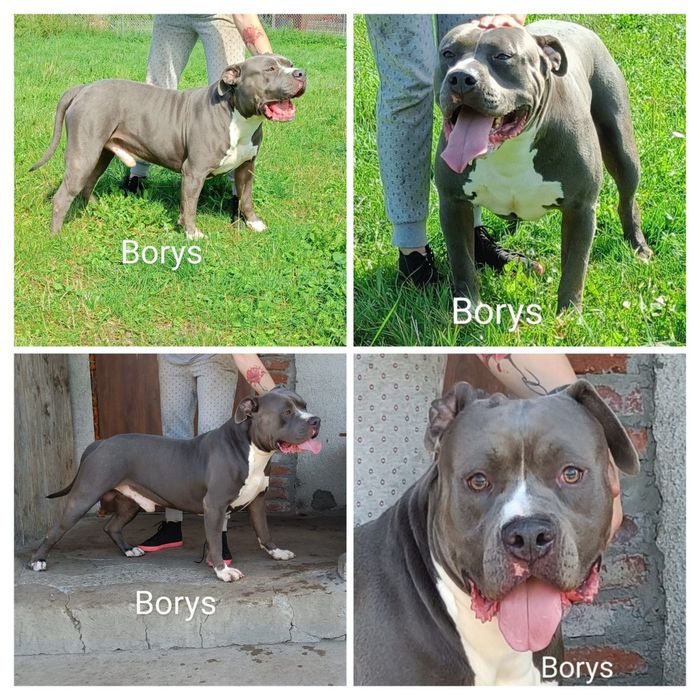 American Staffordshire Terrier Amstaff piesek 2