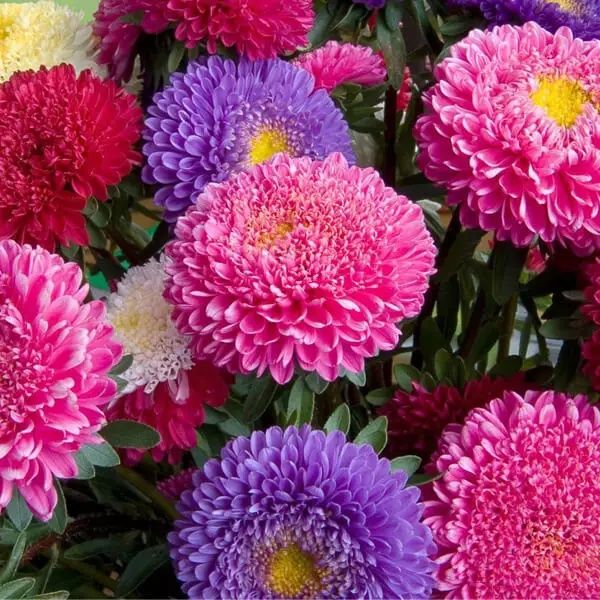 Насіння яскравих  квітів.