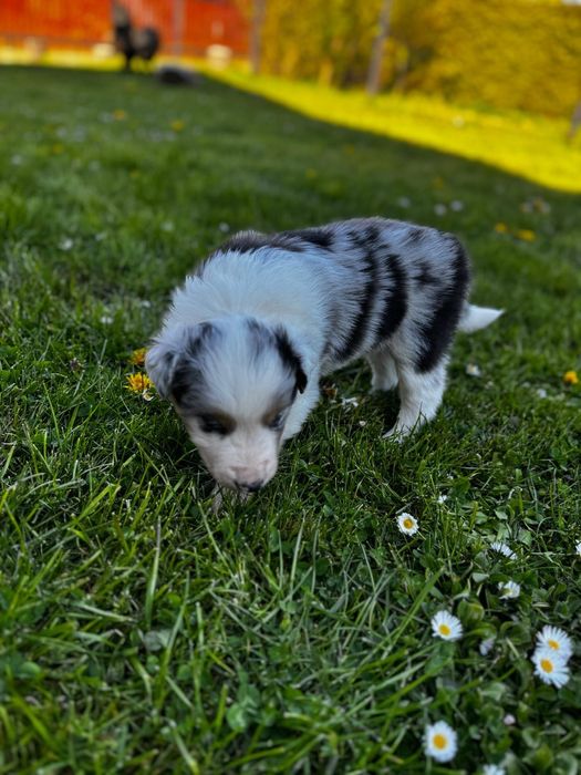 Border Collie FCI chłopak blue merle tri
