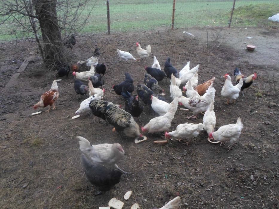 sprzedam młode koguty