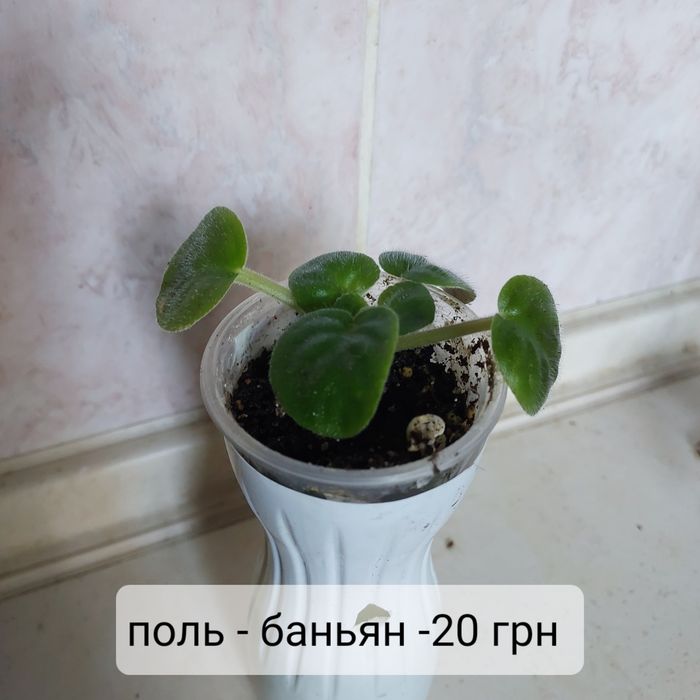 Не дорого: детки и взрослые цветущие фиалки