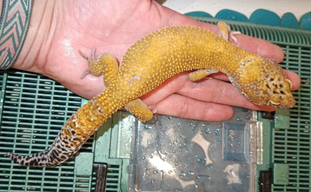 Gekony lamparcie