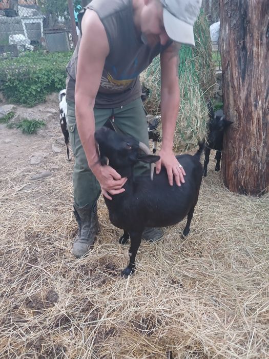 Камерунські кози. Голландській гном. Міні кози 4 місяці