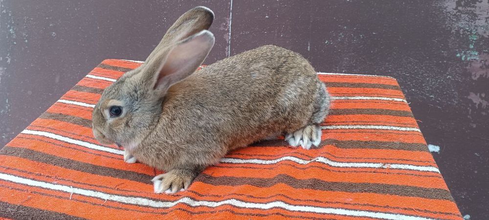 Кролики, кролі, кролиці, кроленята