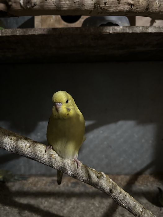 Papugi (faliste, nimfy, nierozłączki)