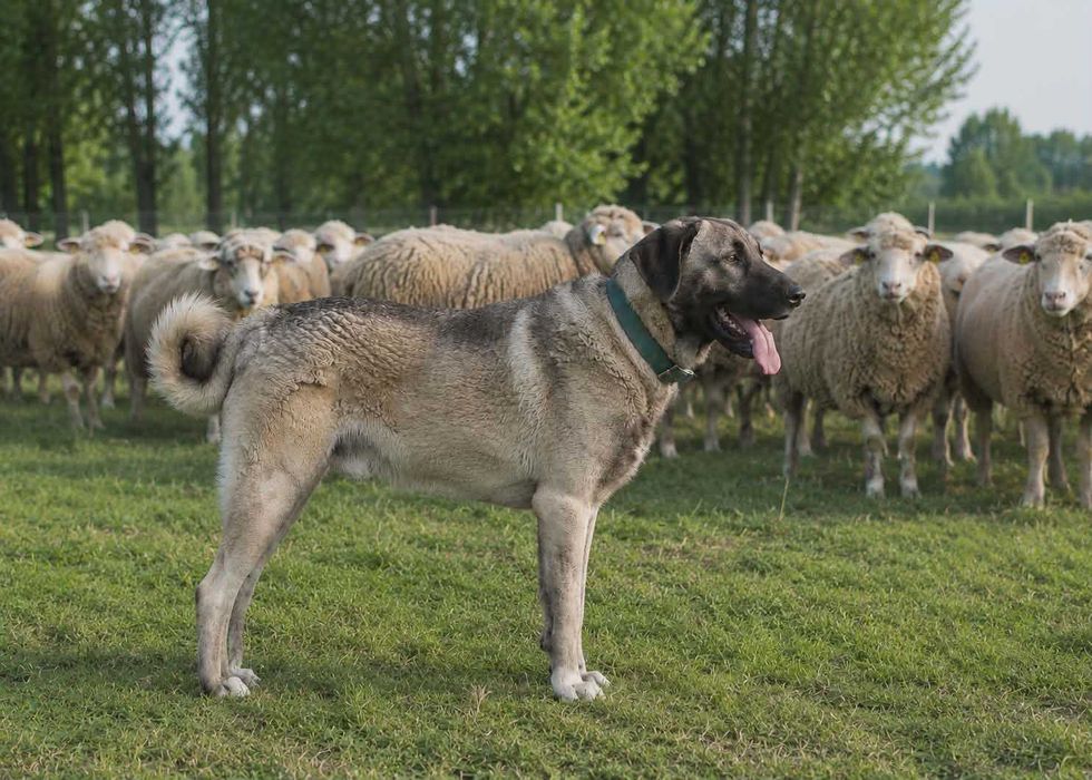 Kangal import Turcja szczeniak FCI.