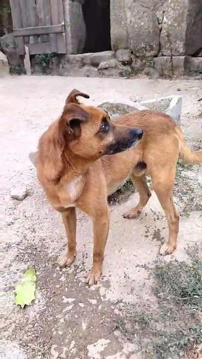 Cão pequeno e meigo