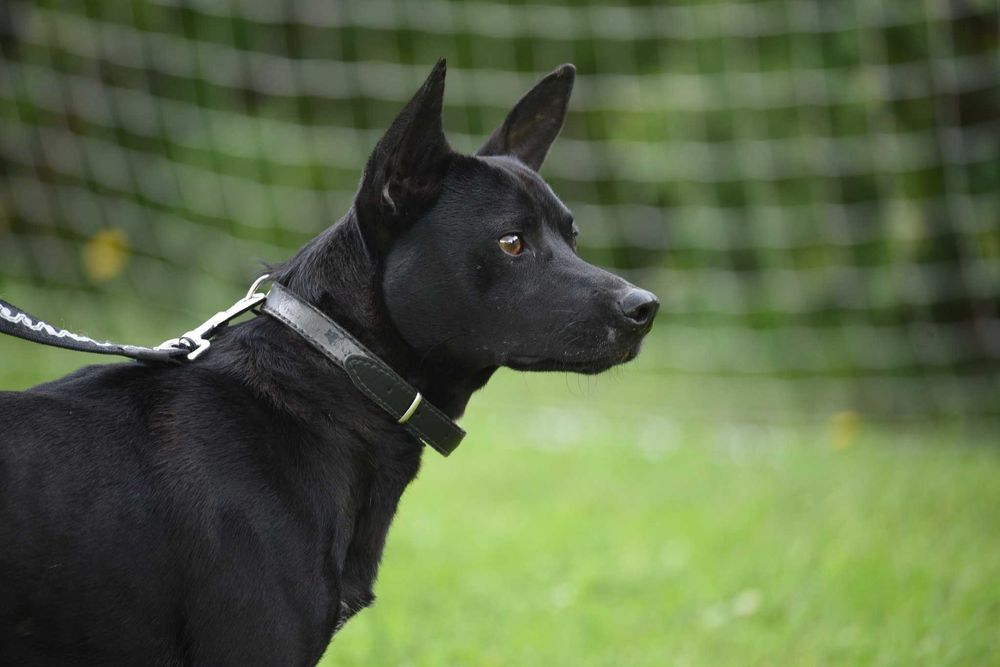 Lupus - młody psiak szuka domu