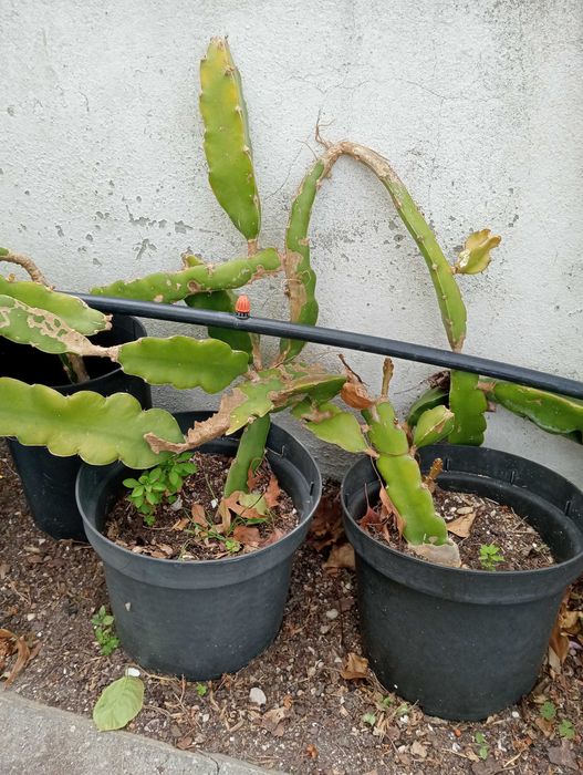 4 Pitayas envasadas