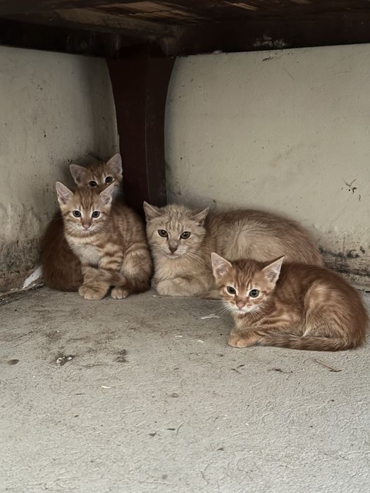 Kotki do adopcji